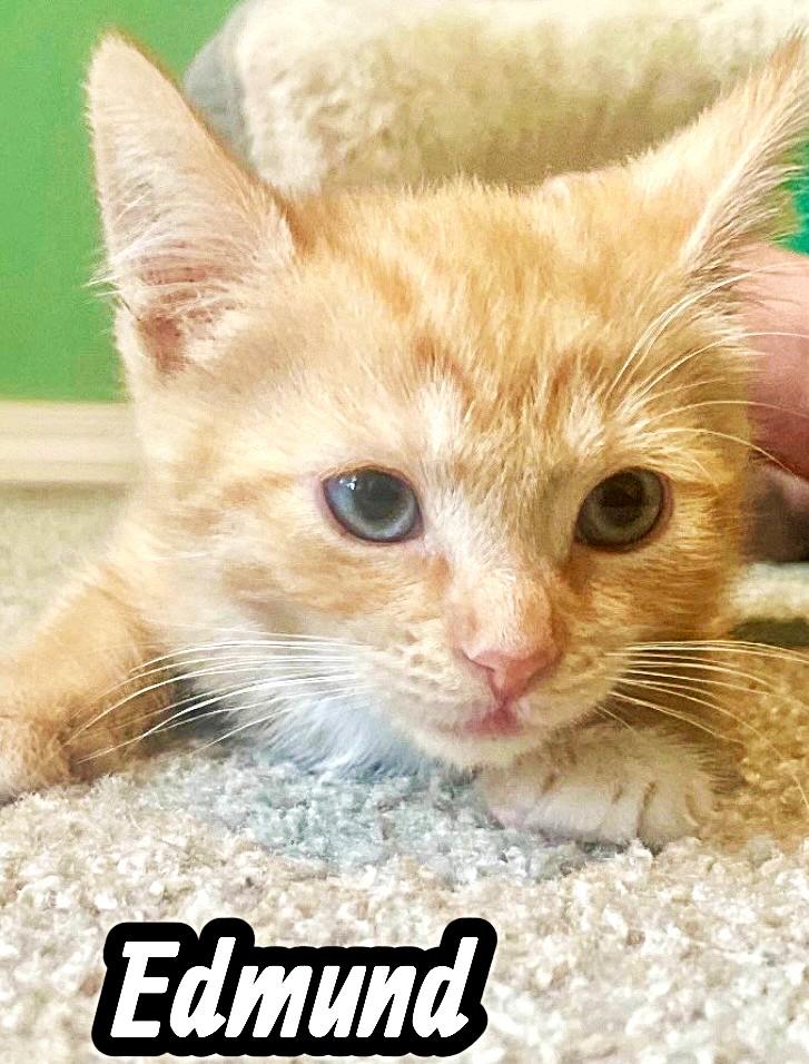 Meet The Creamsicles, an adopted Tabby in Newport, WA image 2/5