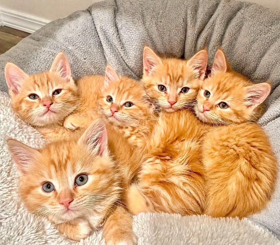 Meet The Creamsicles, an adopted Tabby in Newport, WA image 1/5