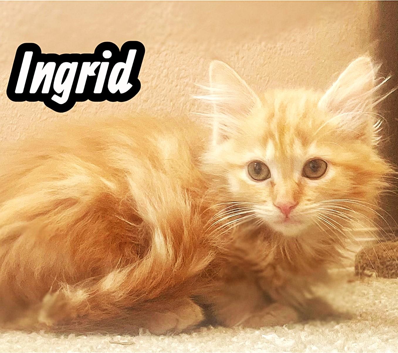 Meet The Creamsicles, an adopted Tabby in Newport, WA image 4/5