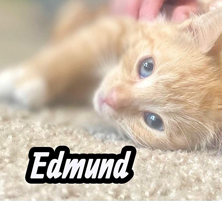Meet The Creamsicles, an adopted Tabby in Newport, WA image 5/5