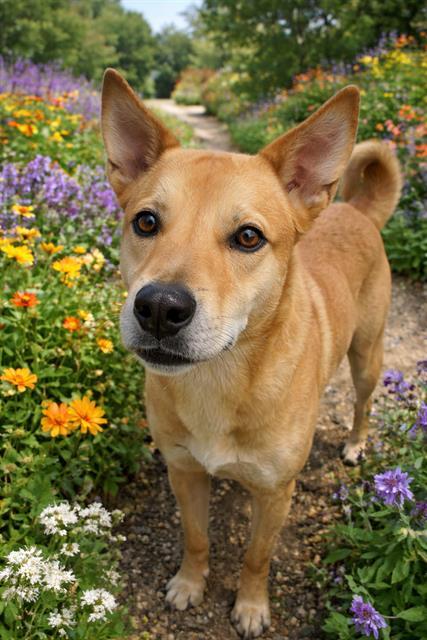 Enlarge SHEBA, a Adoptable Labrador Retriever in Globe, AZ image 1/1
