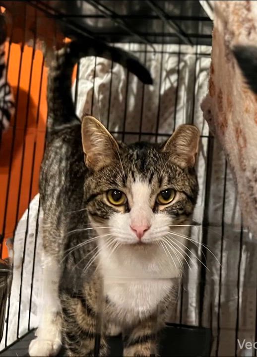 Enlarge Westbrook, a Adoptable Domestic Short Hair in Syosset, NY video 3/4