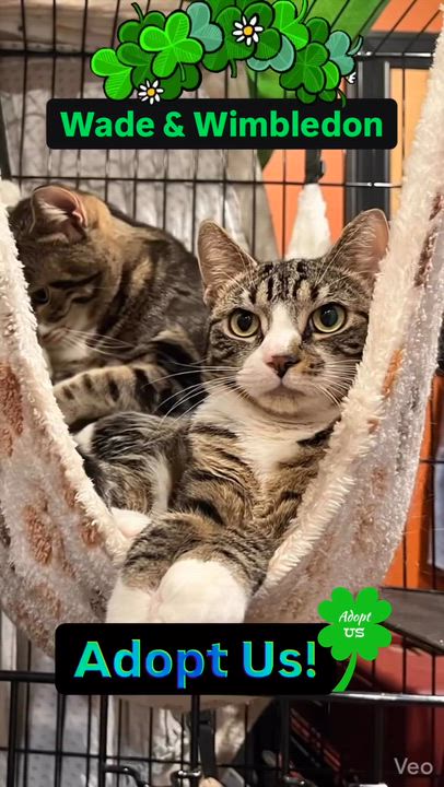 Enlarge Westbrook, a Adoptable Domestic Short Hair in Syosset, NY video 4/4