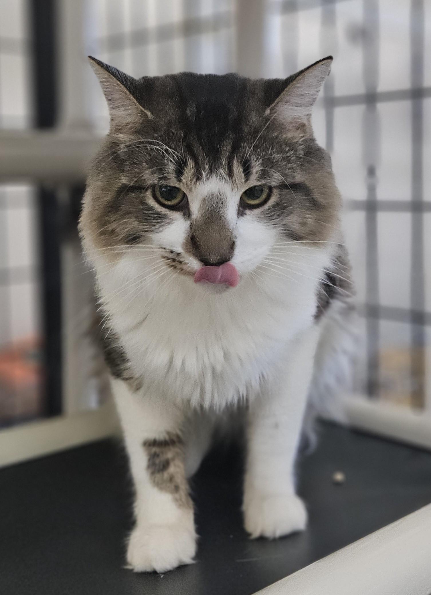Enlarge Bocce, a ADOPTABLE Domestic Medium Hair in Claremont, NH image 1/1