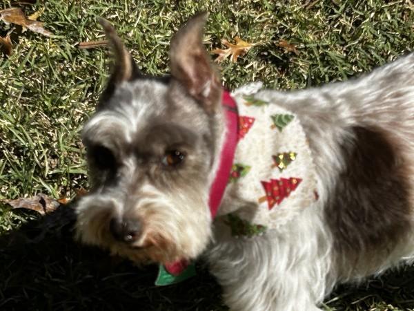 Patches 2039, adoptable, Senior Female Miniature Schnauzer.