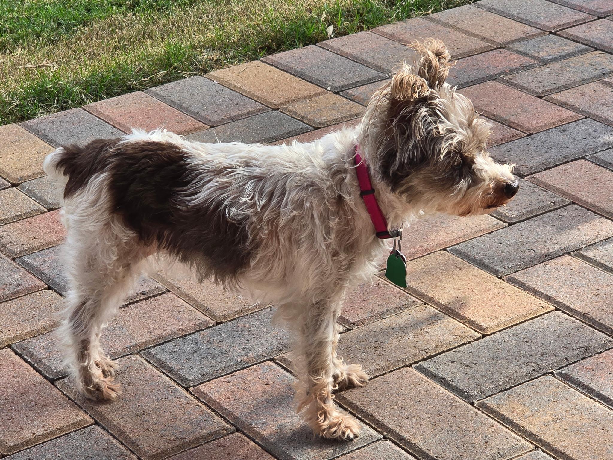 Enlarge Patches 2039, an adoptable Miniature Schnauzer in Carrollton, TX image 2/3