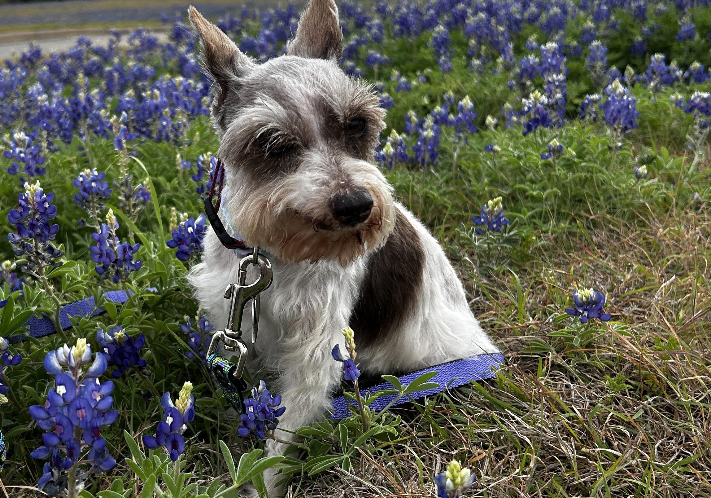 Enlarge Patches 2039, an adoptable Miniature Schnauzer in Carrollton, TX image 2/4