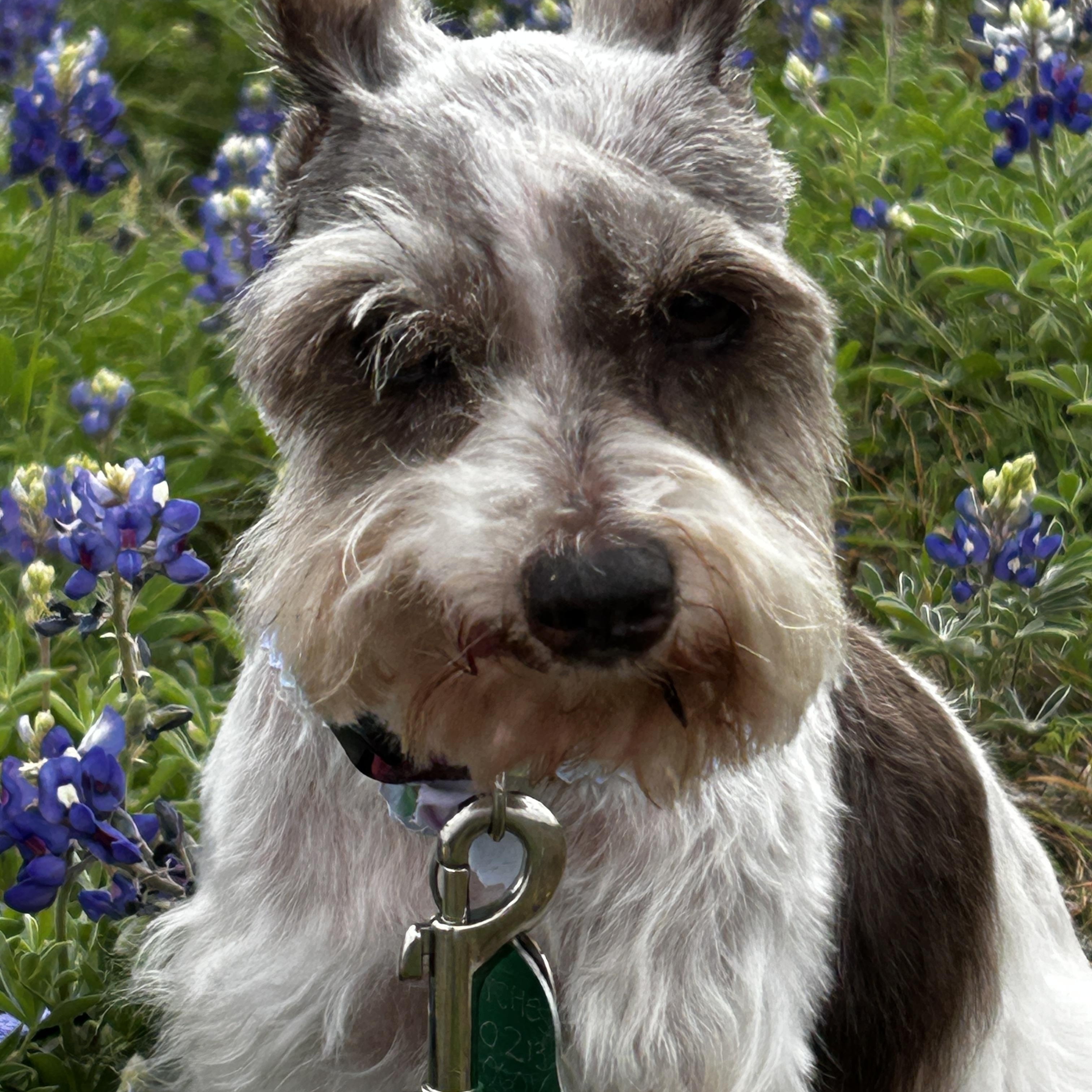 Enlarge Patches 2039, an adoptable Miniature Schnauzer in Carrollton, TX image 1/4
