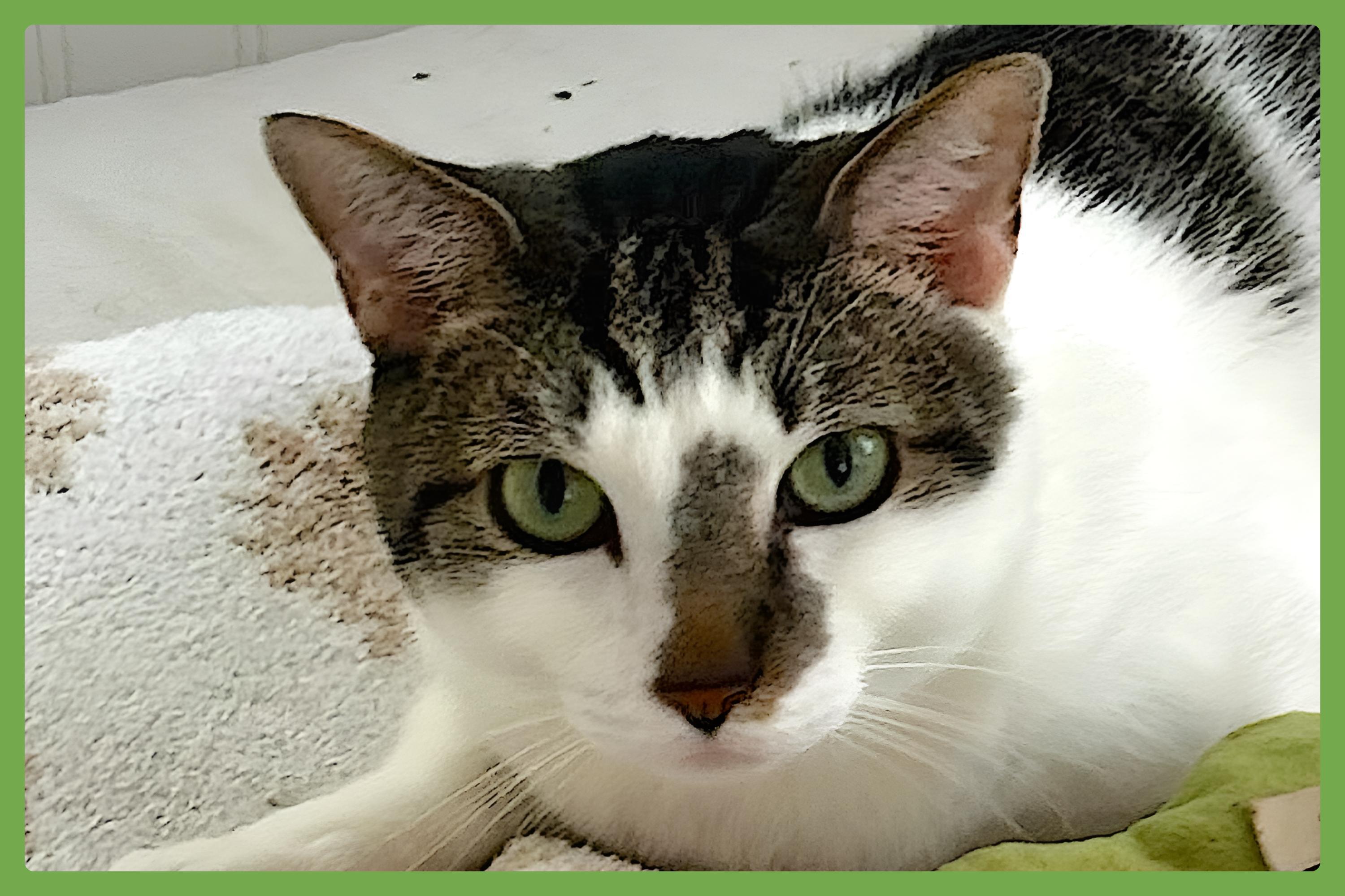 Cowboy, Adult Male Domestic Short Hair