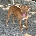 Enlarge Brandy, a Adoptable mixed breed in Newport, NC image 3/6