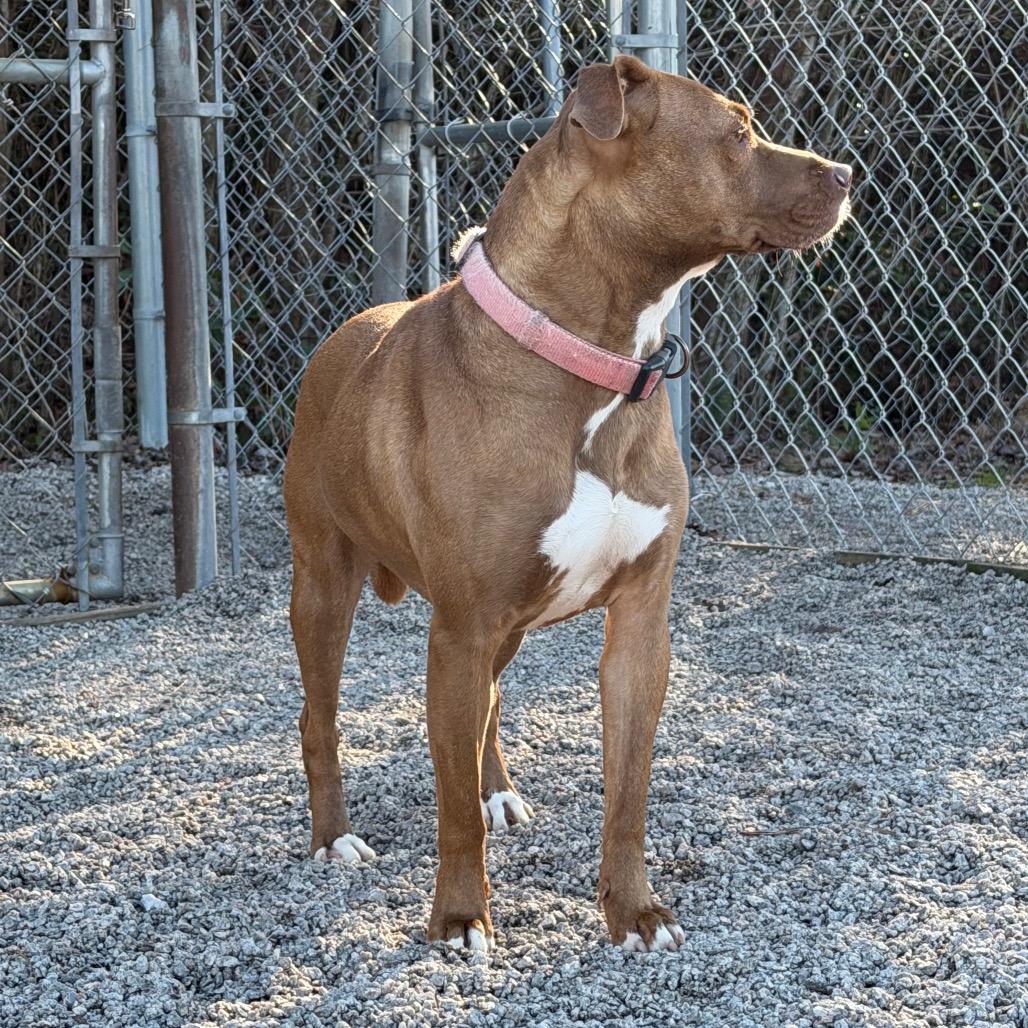Enlarge Brandy, a Adoptable mixed breed in Newport, NC image 4/6