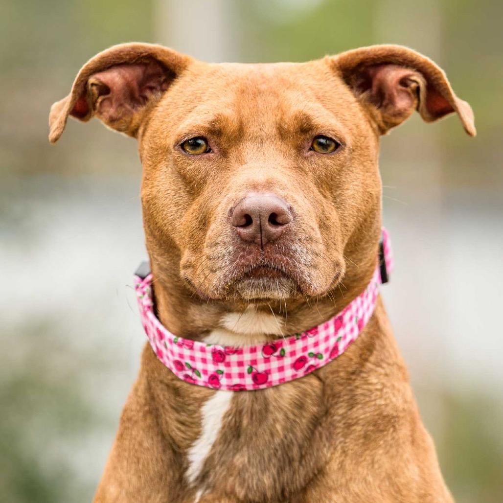 Enlarge Brandy, a Adoptable mixed breed in Newport, NC image 5/6