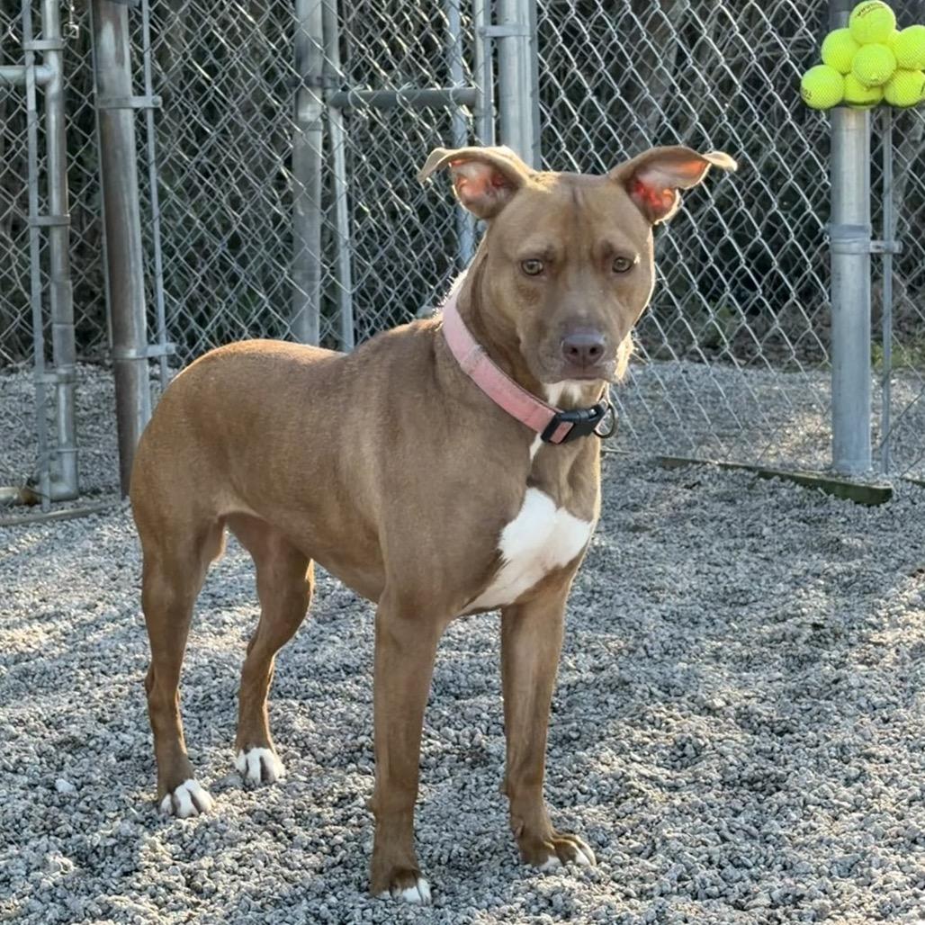 Enlarge Brandy, a Adoptable mixed breed in Newport, NC image 6/6