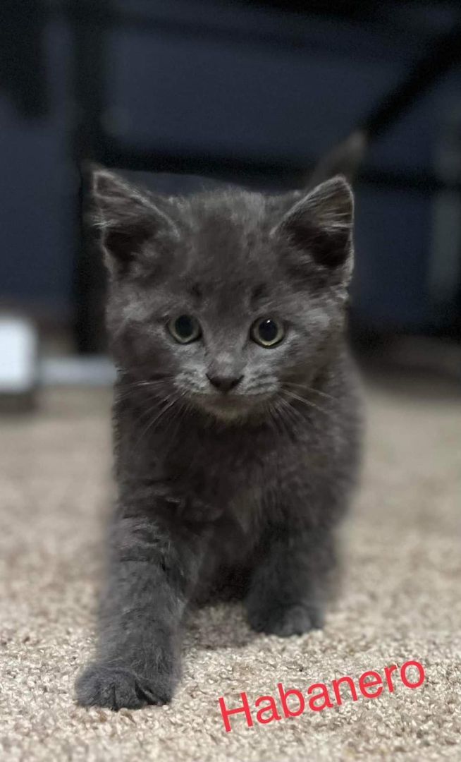 Habanero, Adopted, Kitten Male Domestic Short Hair.