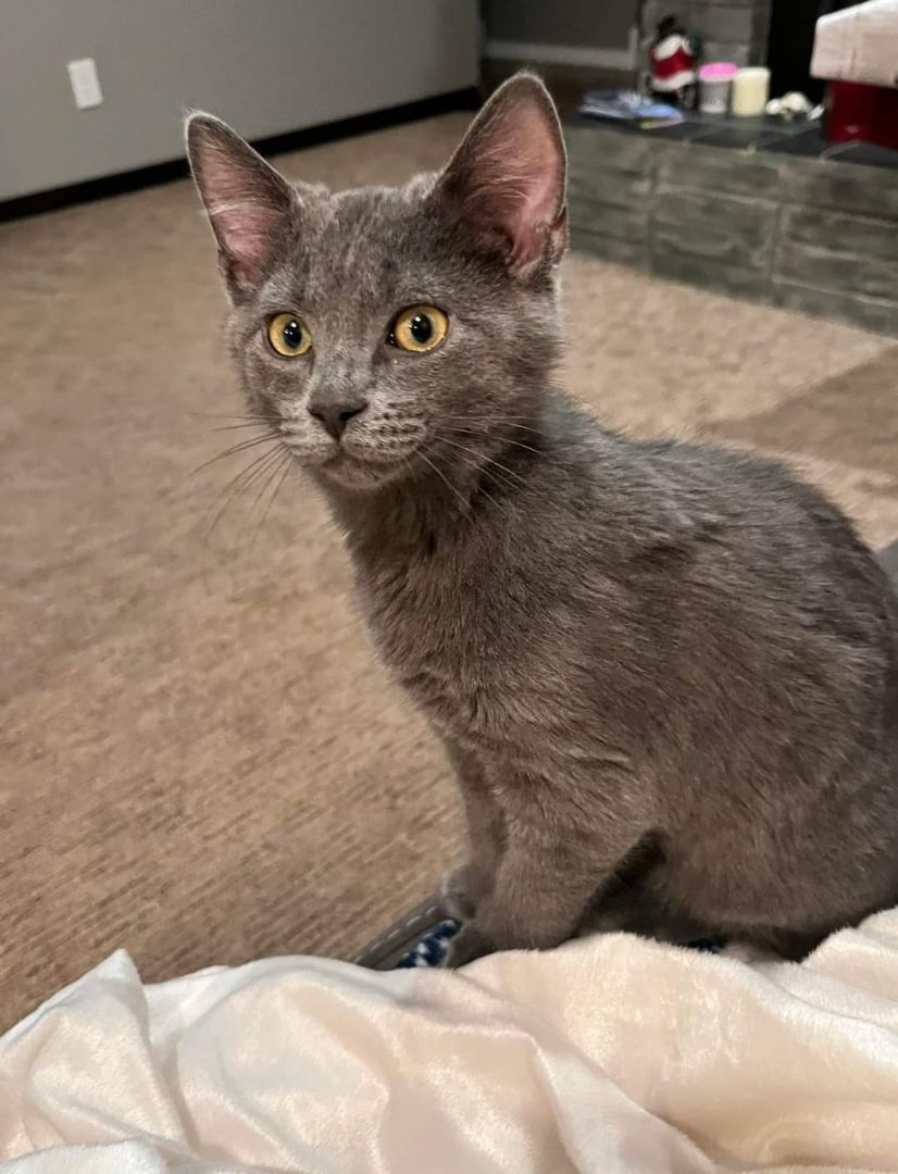 Habanero, a Adopted Domestic Short Hair in Tipton, IA image 2/4