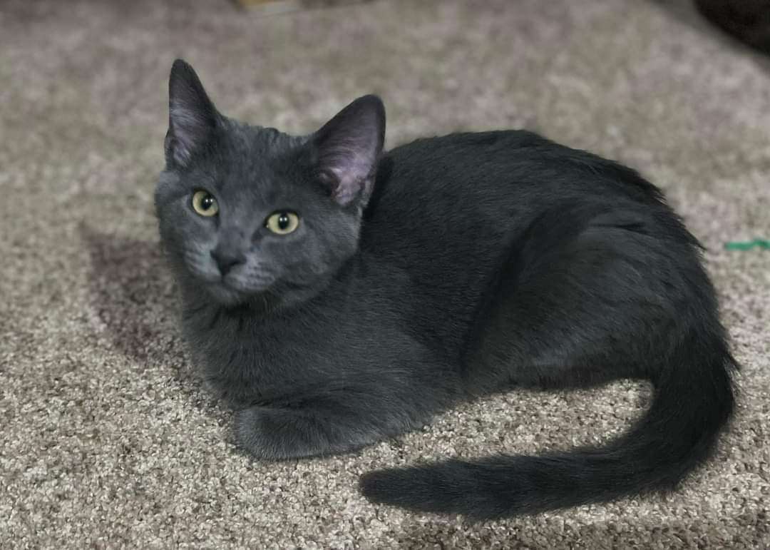 Habanero, a Adopted Domestic Short Hair in Tipton, IA image 3/4