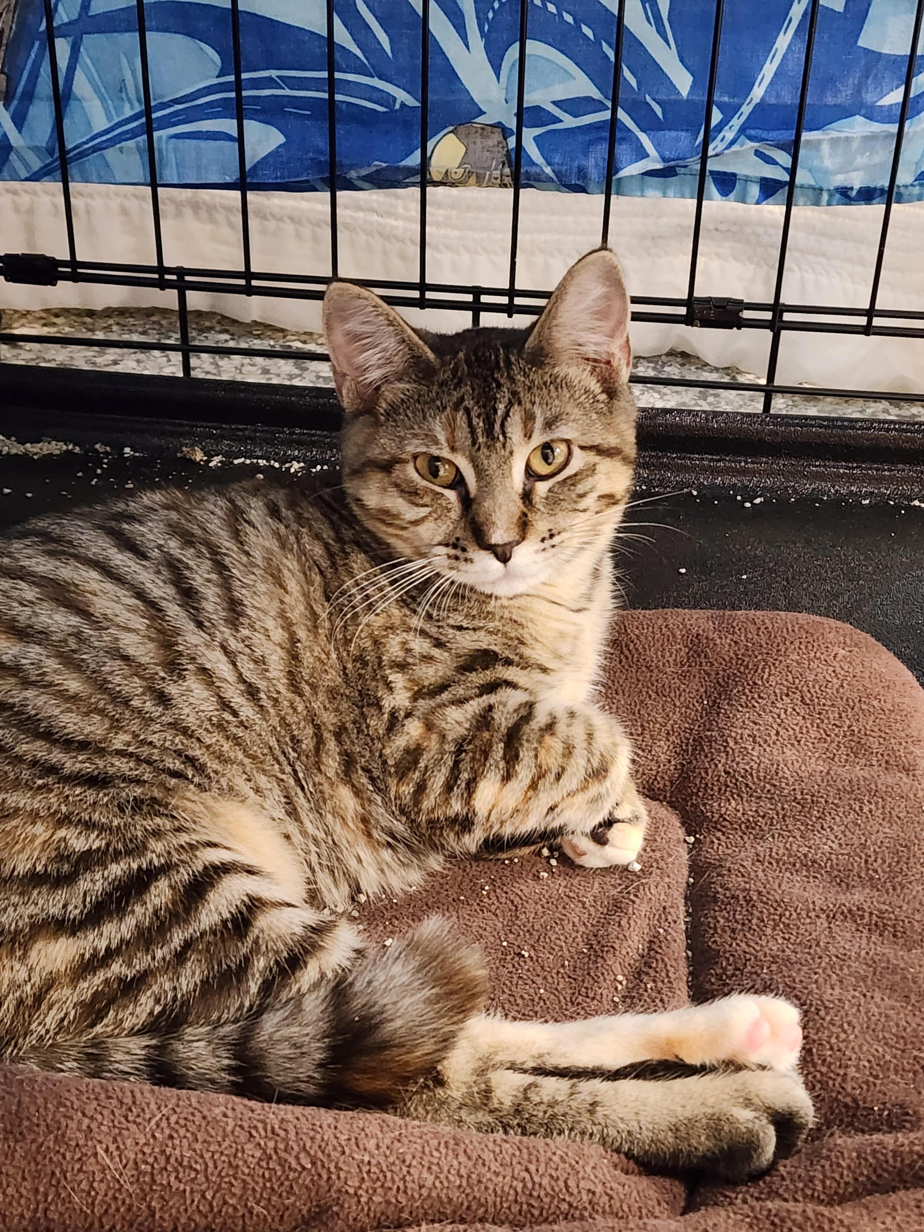 Enlarge Quince, a Adoptable Domestic Short Hair image 1/1