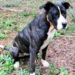 Lara, a Adoptable mixed breed in Chelmsford, MA image 2/4