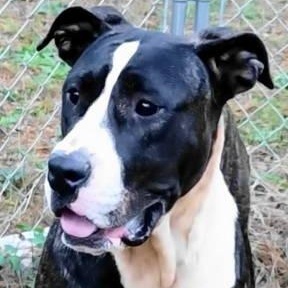 Lara, a Adoptable mixed breed in Chelmsford, MA image 3/4