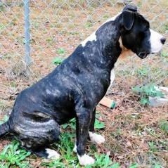 Lara, a Adoptable mixed breed in Chelmsford, MA image 4/4