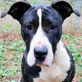 Lara, a Adoptable mixed breed in Chelmsford, MA image 1/4