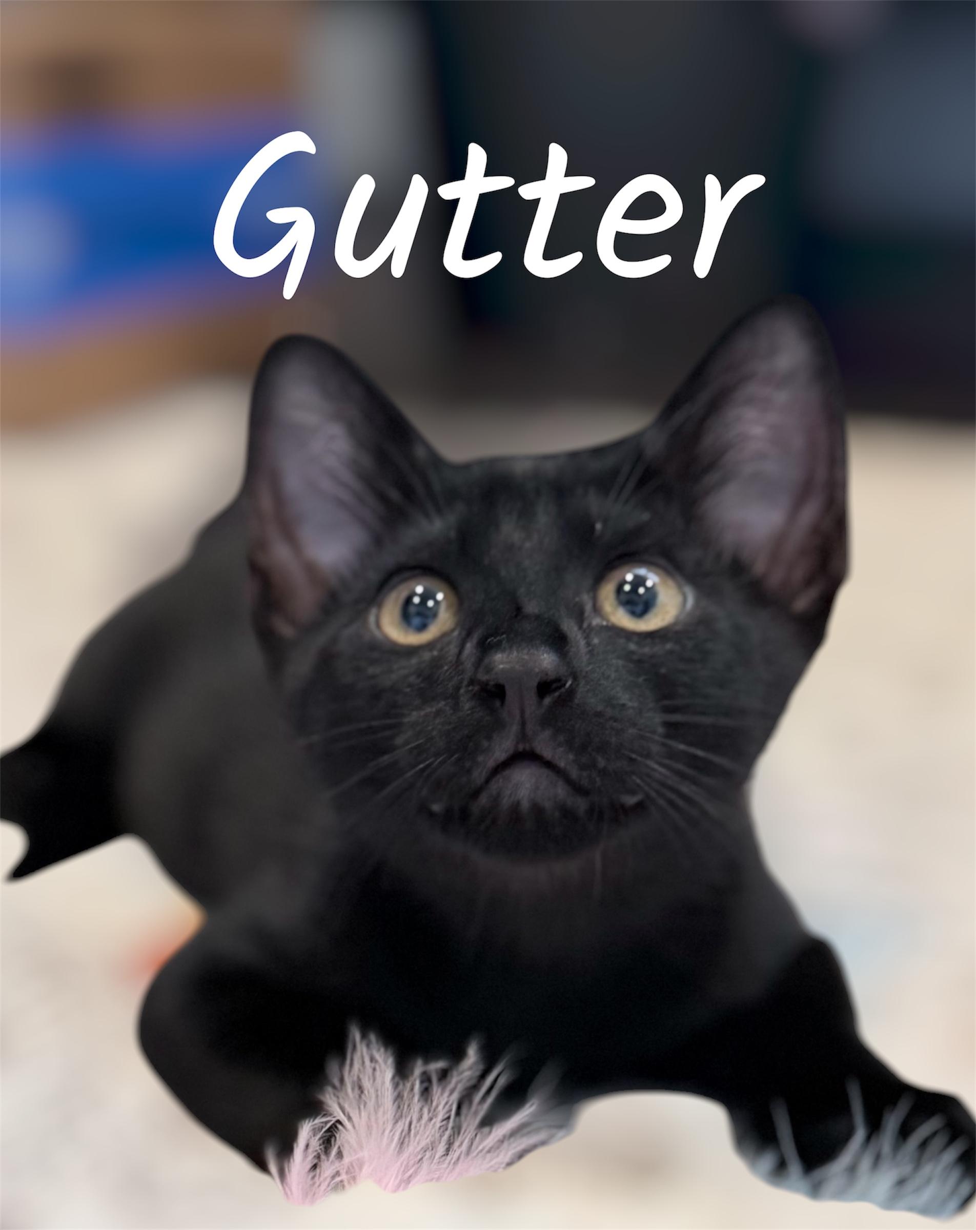Gutter, ADOPTABLE, Kitten Male Domestic Short Hair.