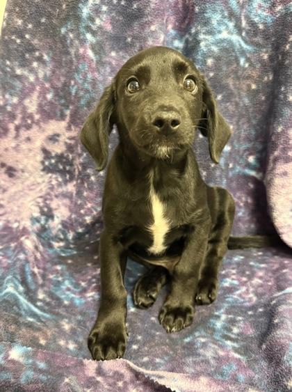 Enlarge Frank, a Adoptable mixed breed in Picayune, MS image 1/3
