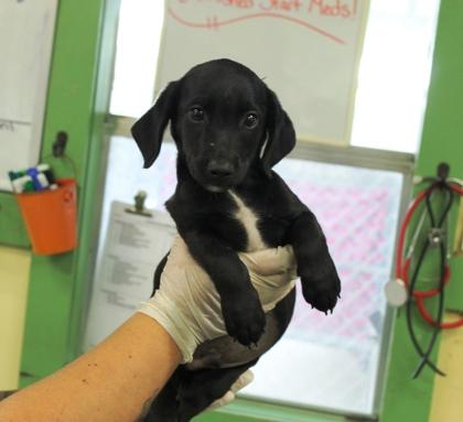 Enlarge Frank, a Adoptable mixed breed in Picayune, MS image 2/3