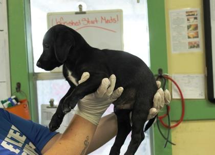 Enlarge Frank, a Adoptable mixed breed in Picayune, MS image 3/3