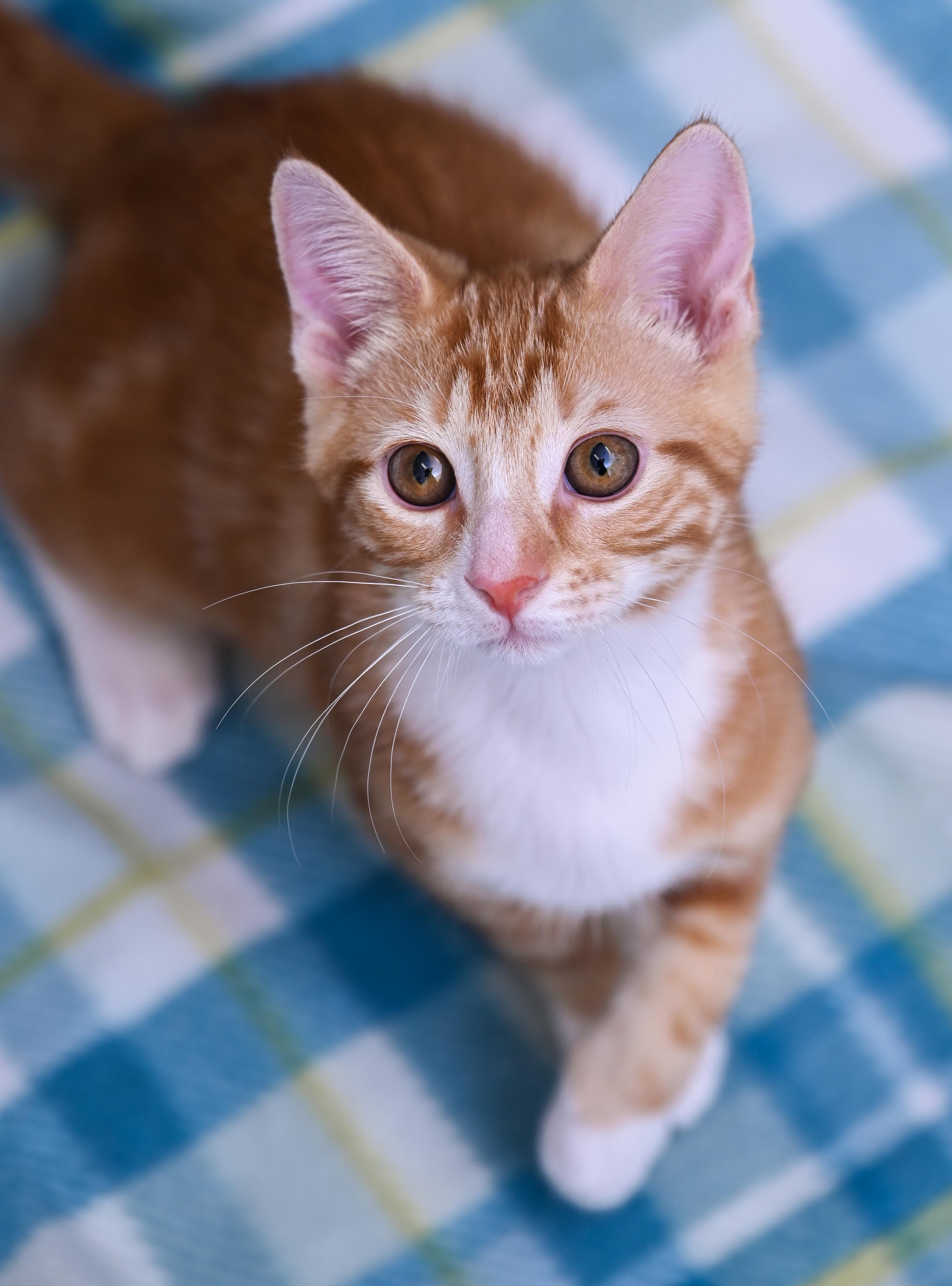 Enlarge Socko, a Adopted mixed breed in Chattanooga, TN image 3/6