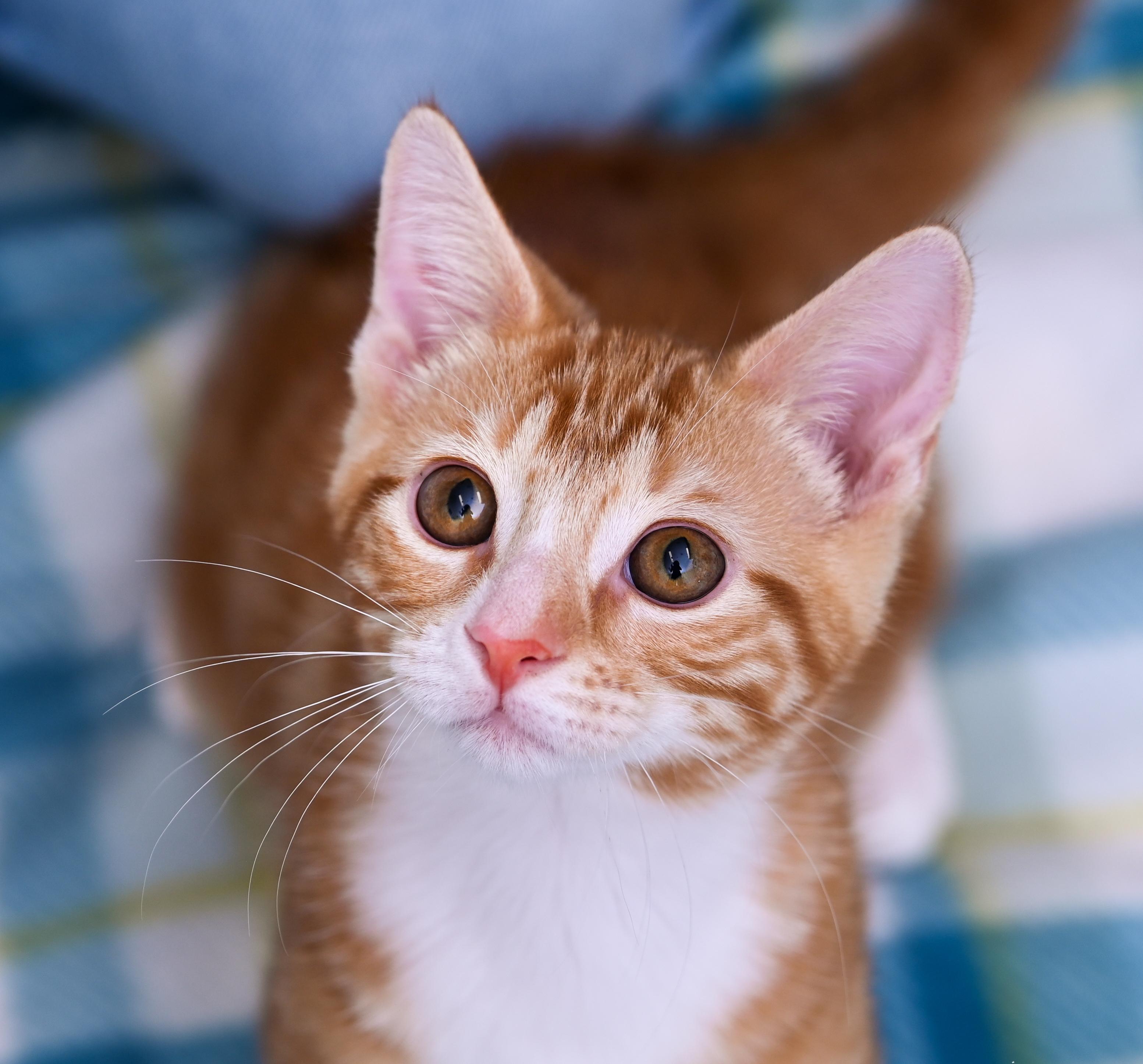 Enlarge Socko, a Adopted mixed breed in Chattanooga, TN image 2/6