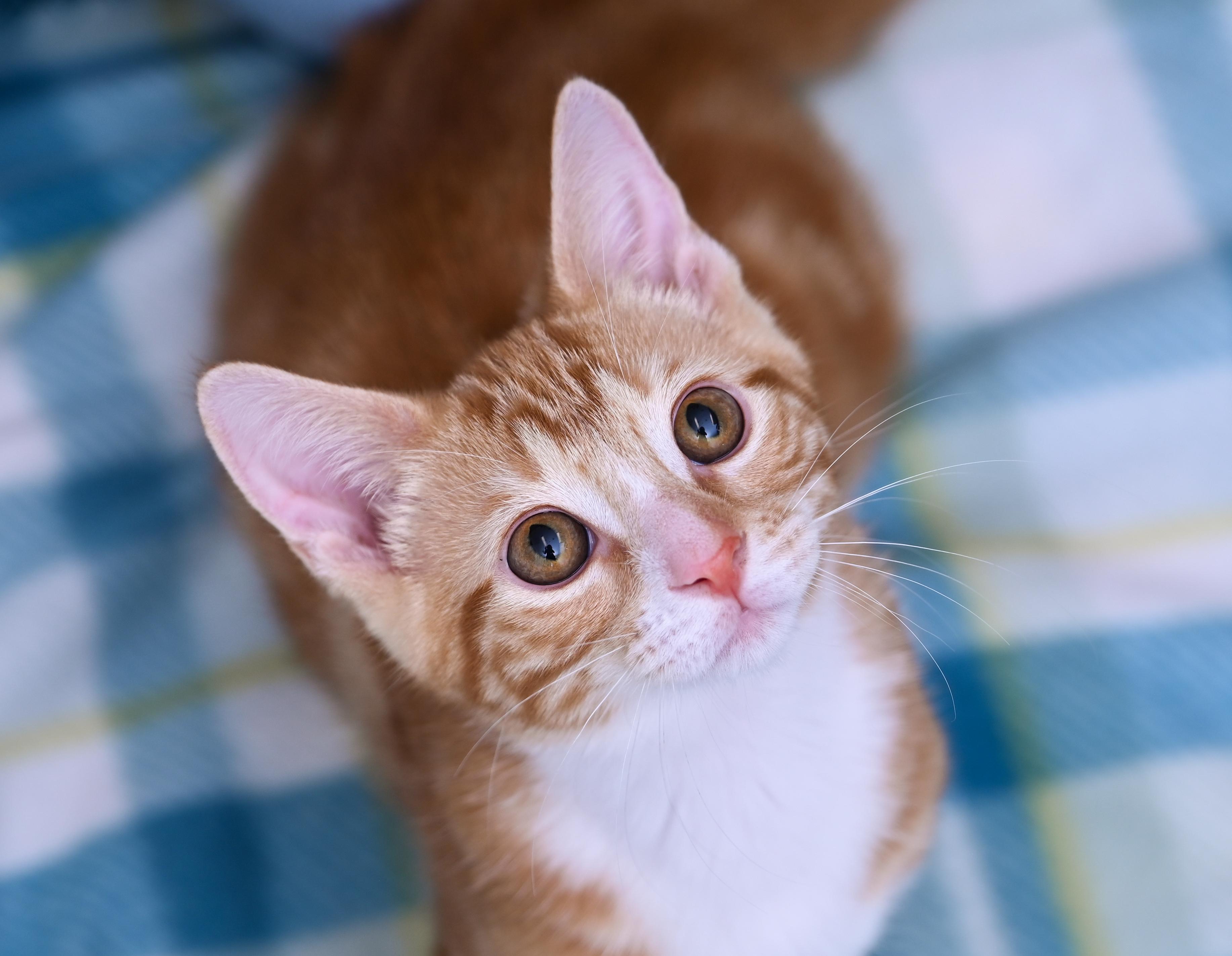 Enlarge Socko, a Adopted mixed breed in Chattanooga, TN image 4/6