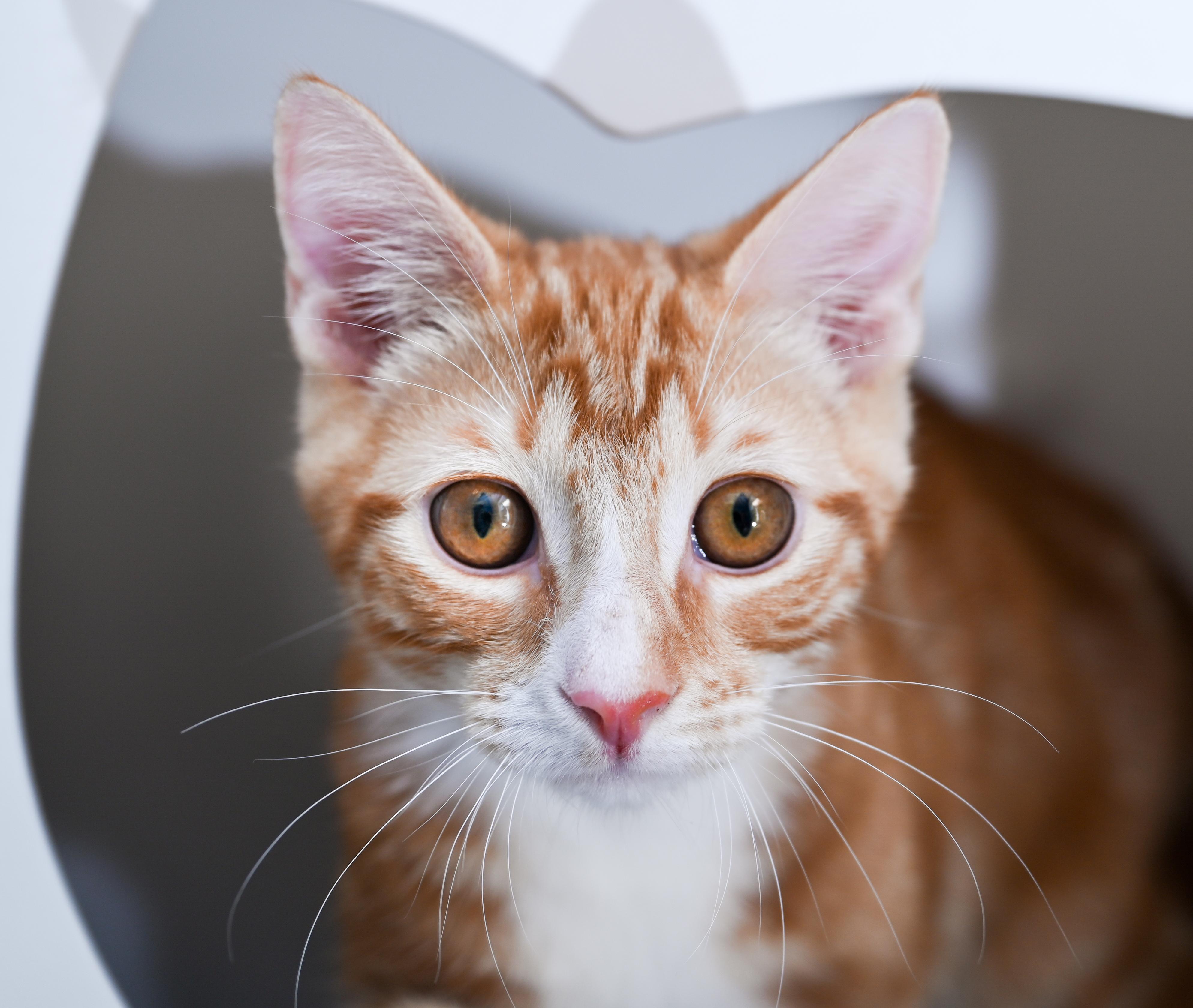 Enlarge Socko, a Adopted mixed breed in Chattanooga, TN image 6/6