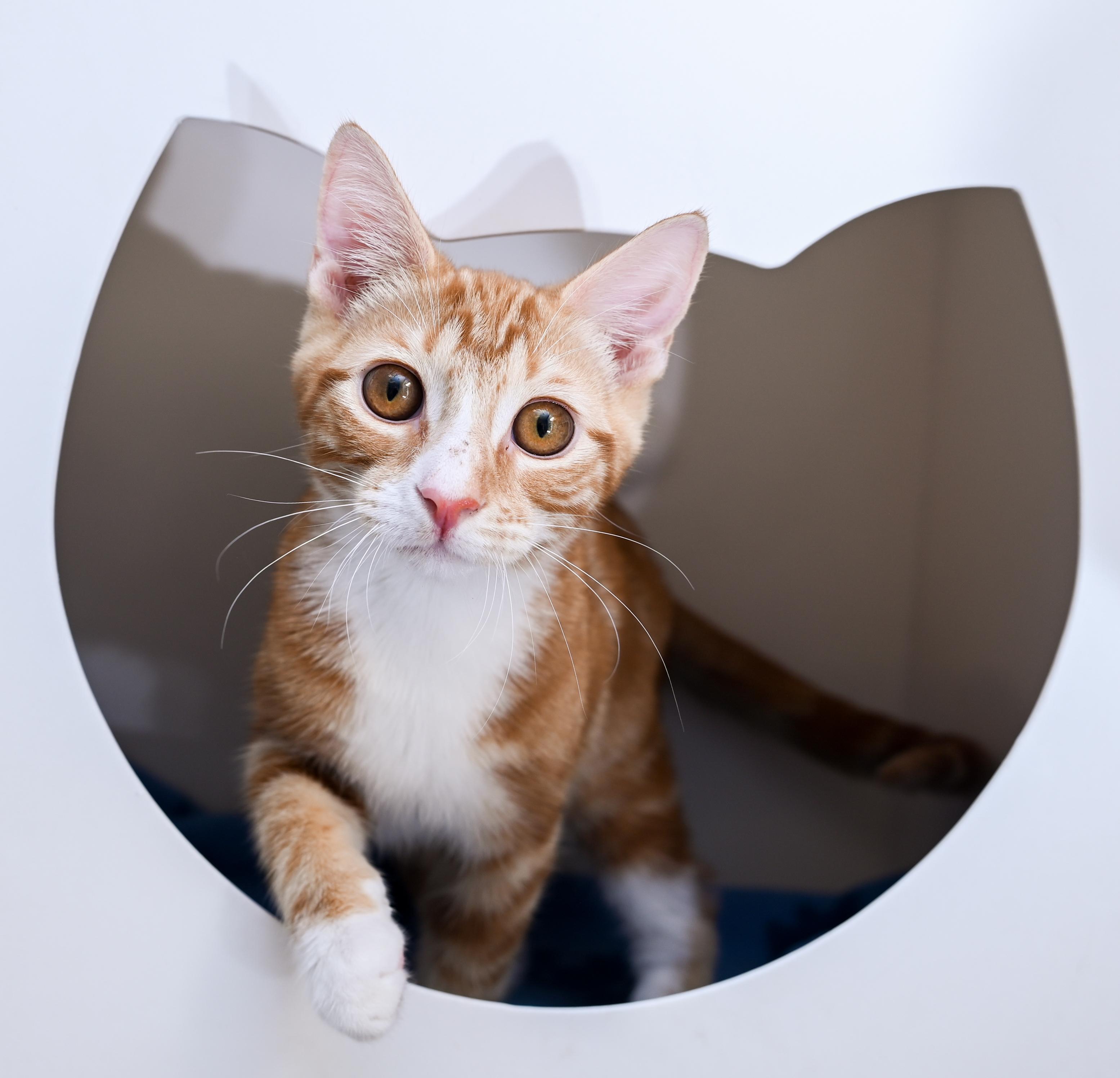 Enlarge Socko, a Adopted mixed breed in Chattanooga, TN image 1/6