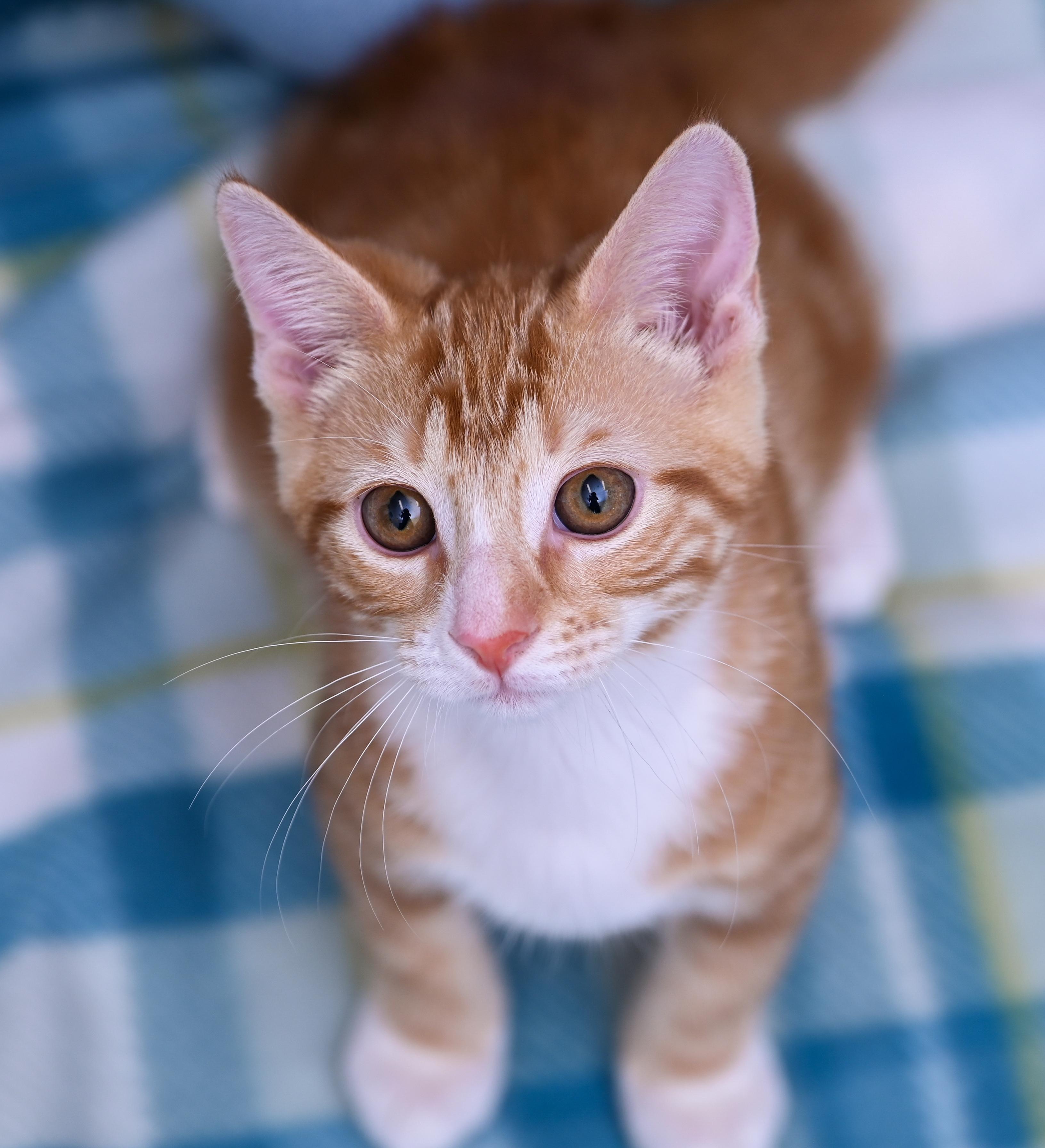 Enlarge Socko, a Adopted mixed breed in Chattanooga, TN image 5/6