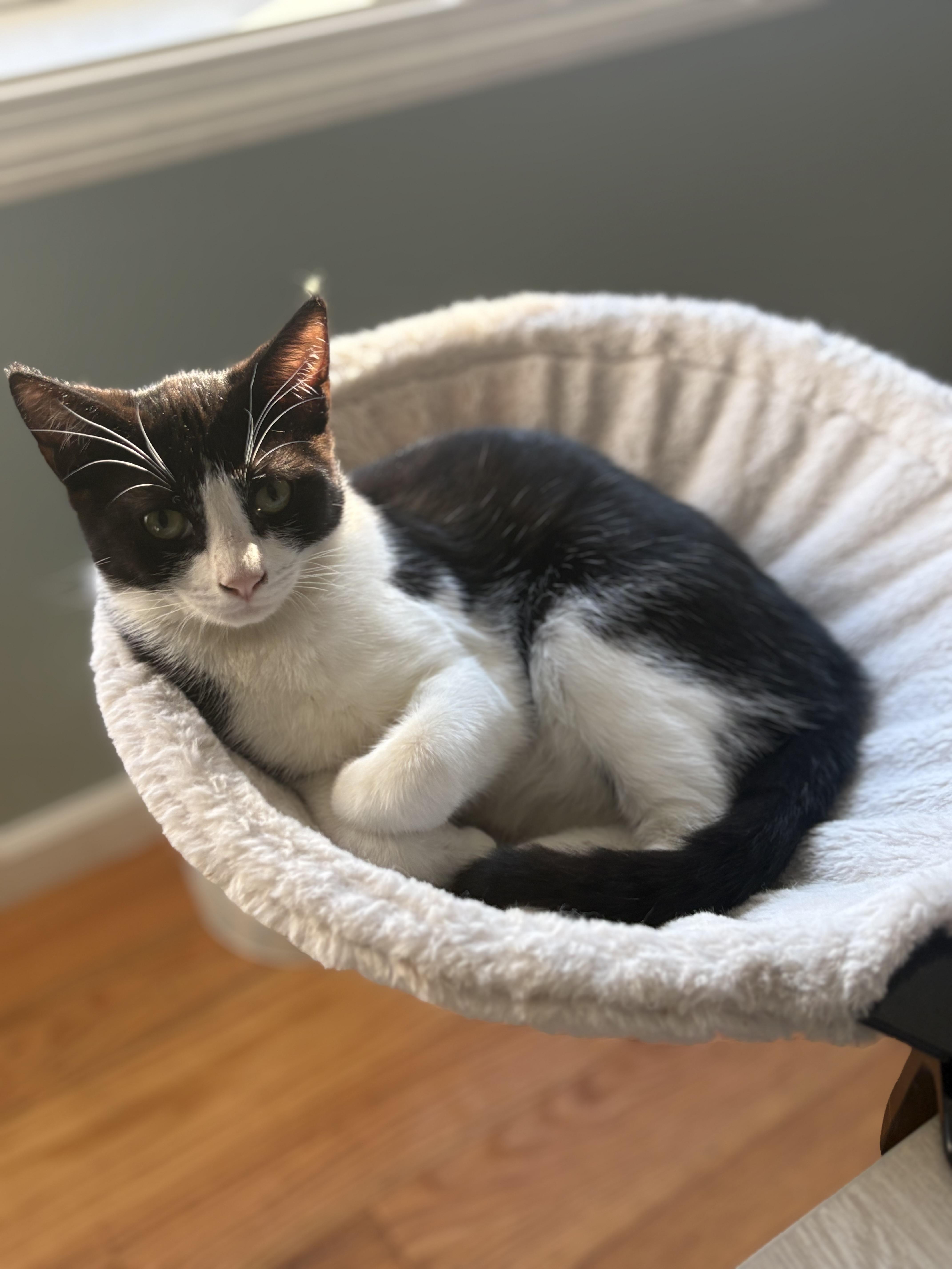 Jelly Bean, a Adoptable Domestic Short Hair in Thomaston, CT image 5/6