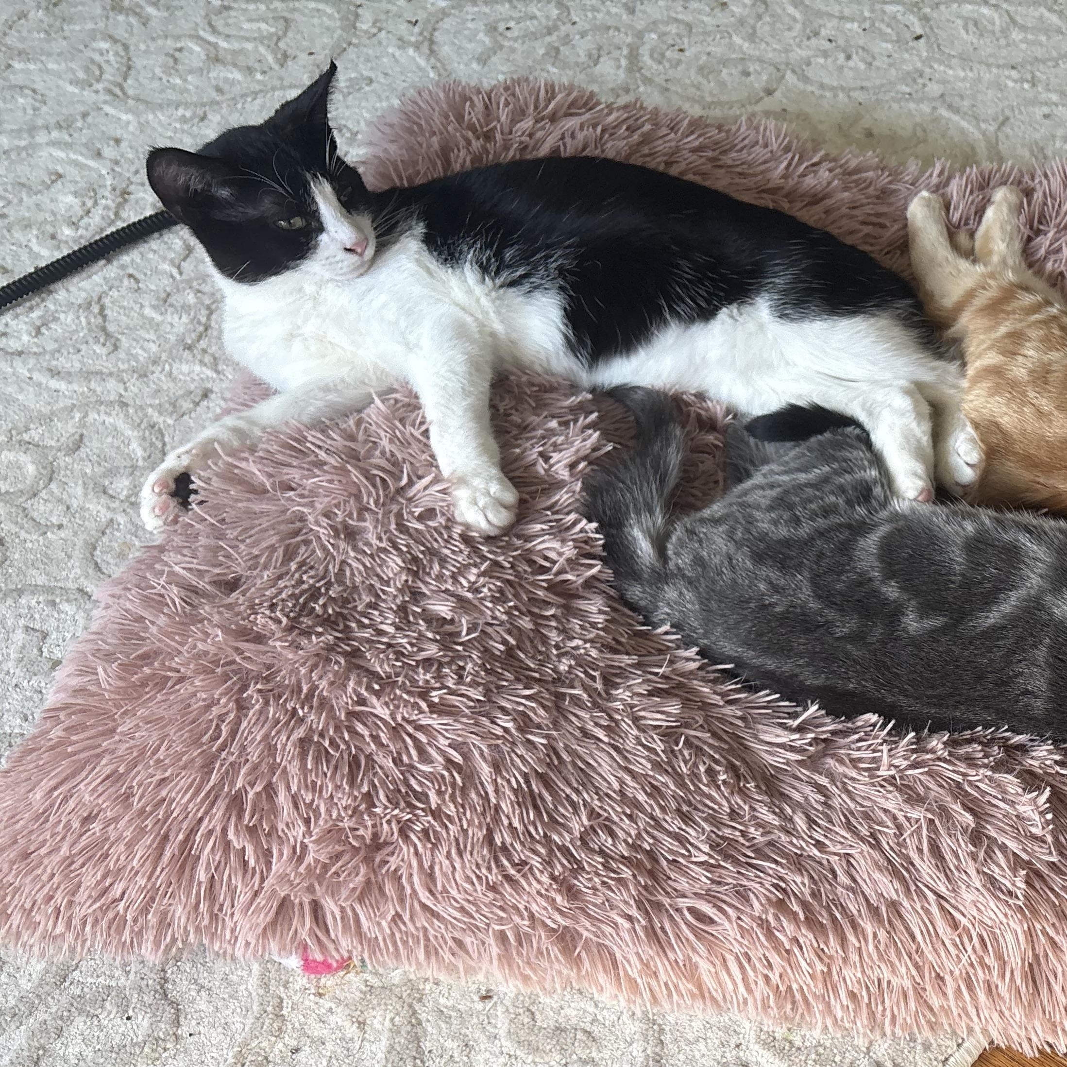 Jelly Bean, a Adoptable Domestic Short Hair in Thomaston, CT image 6/6