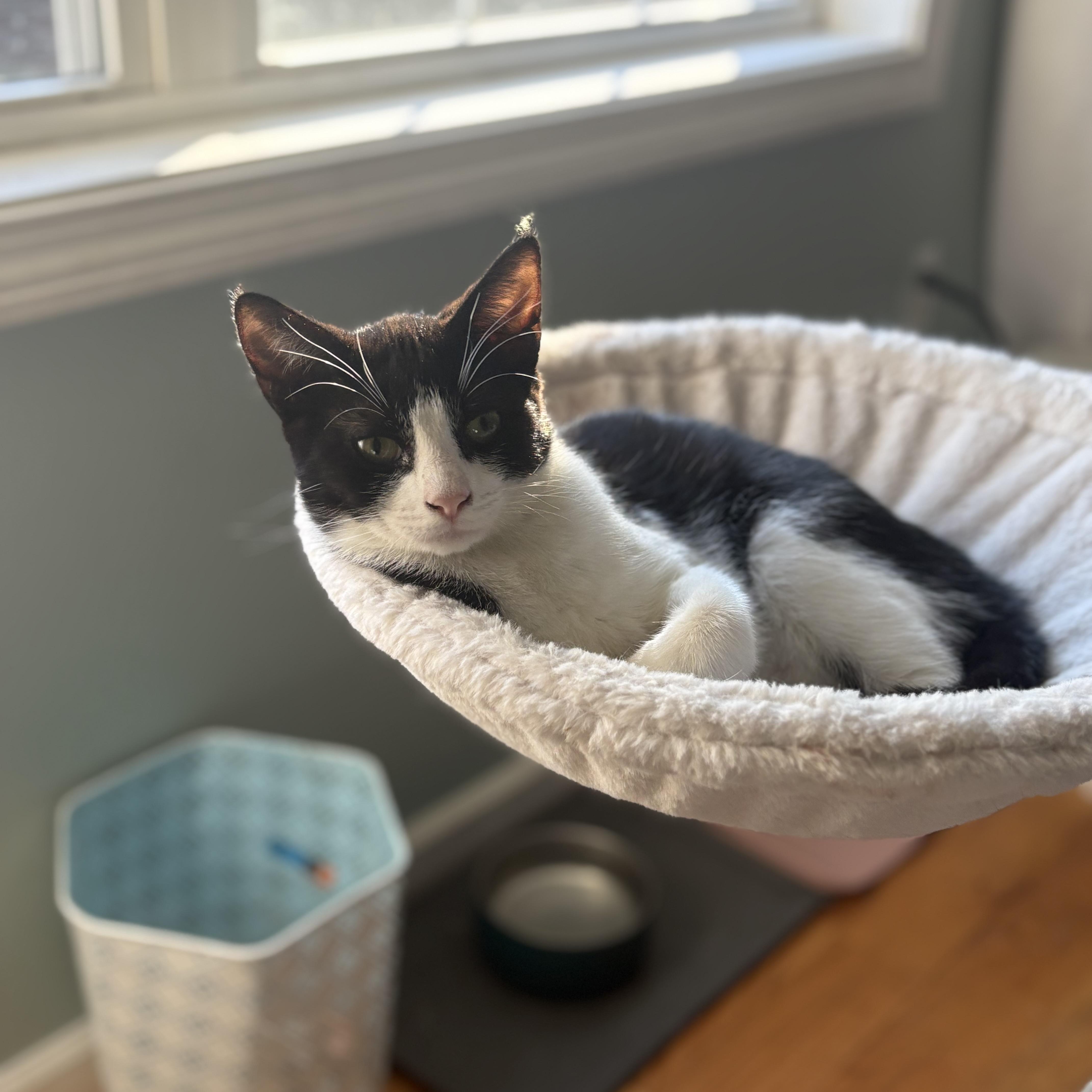 Jelly Bean, Adoptable, Kitten Male Domestic Short Hair.