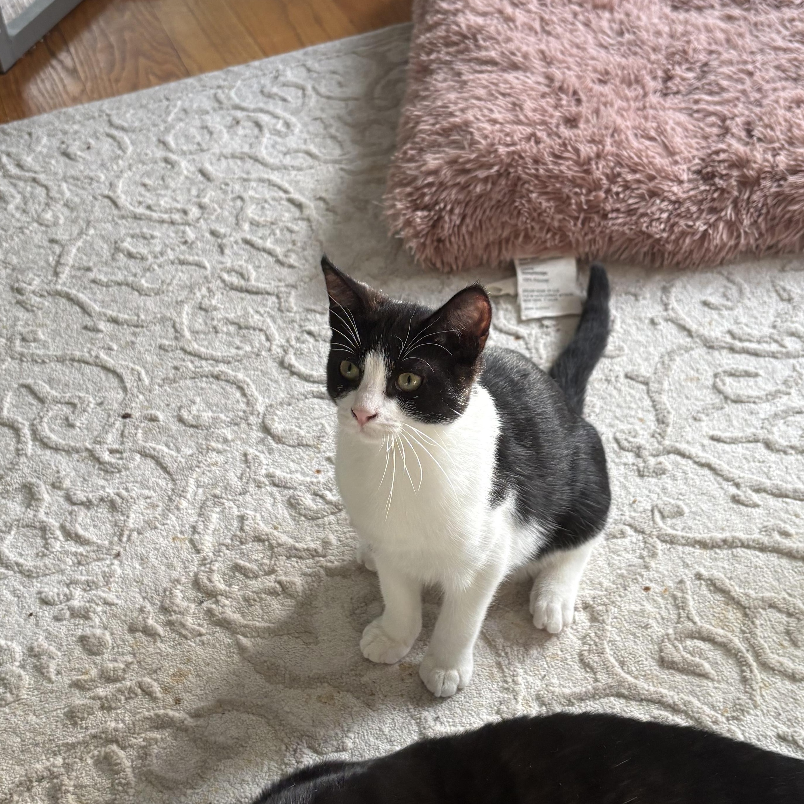 Jelly Bean, a Adoptable Domestic Short Hair in Thomaston, CT image 2/6