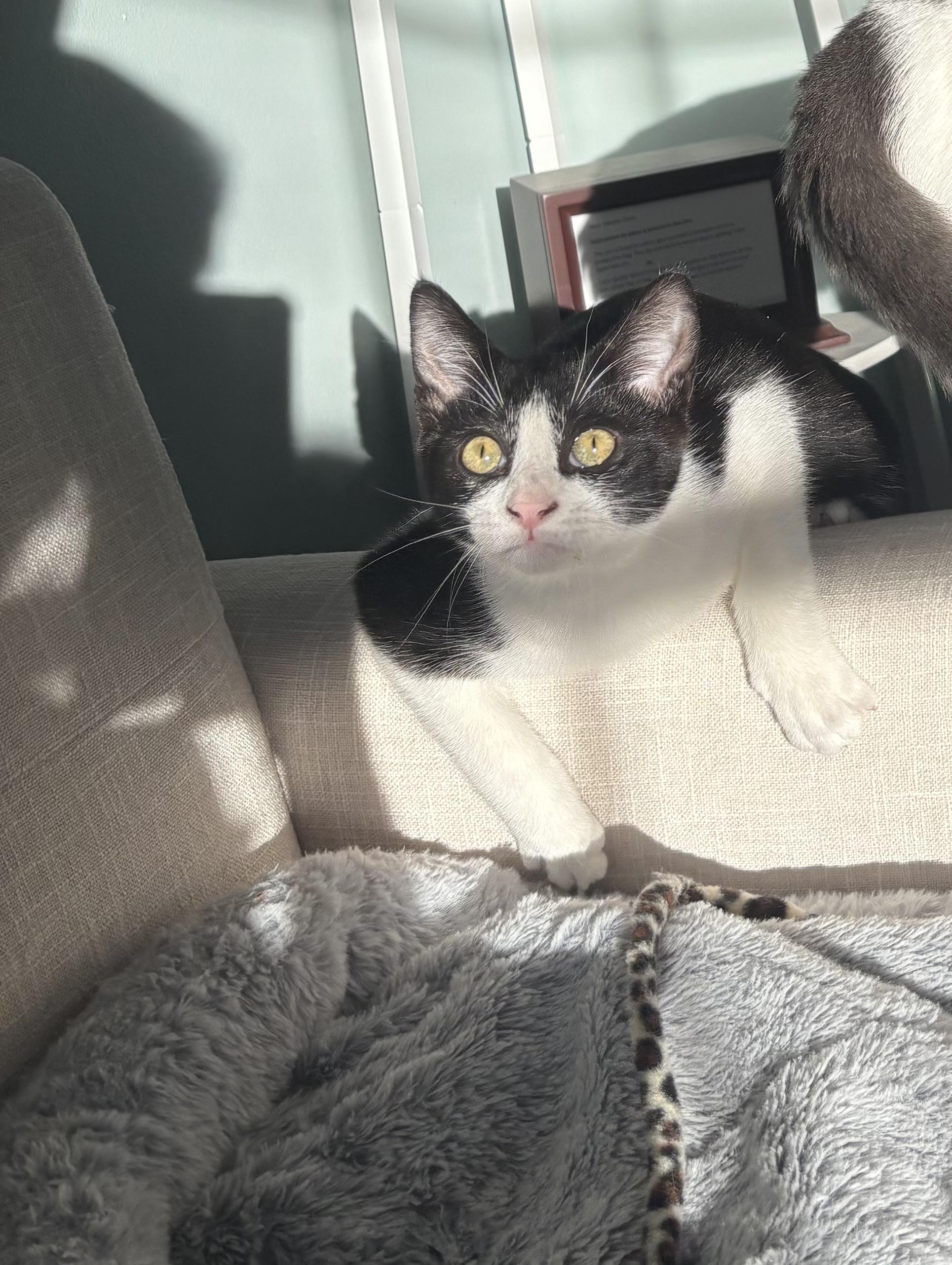 Jelly Bean, a Adoptable Domestic Short Hair in Thomaston, CT image 3/6