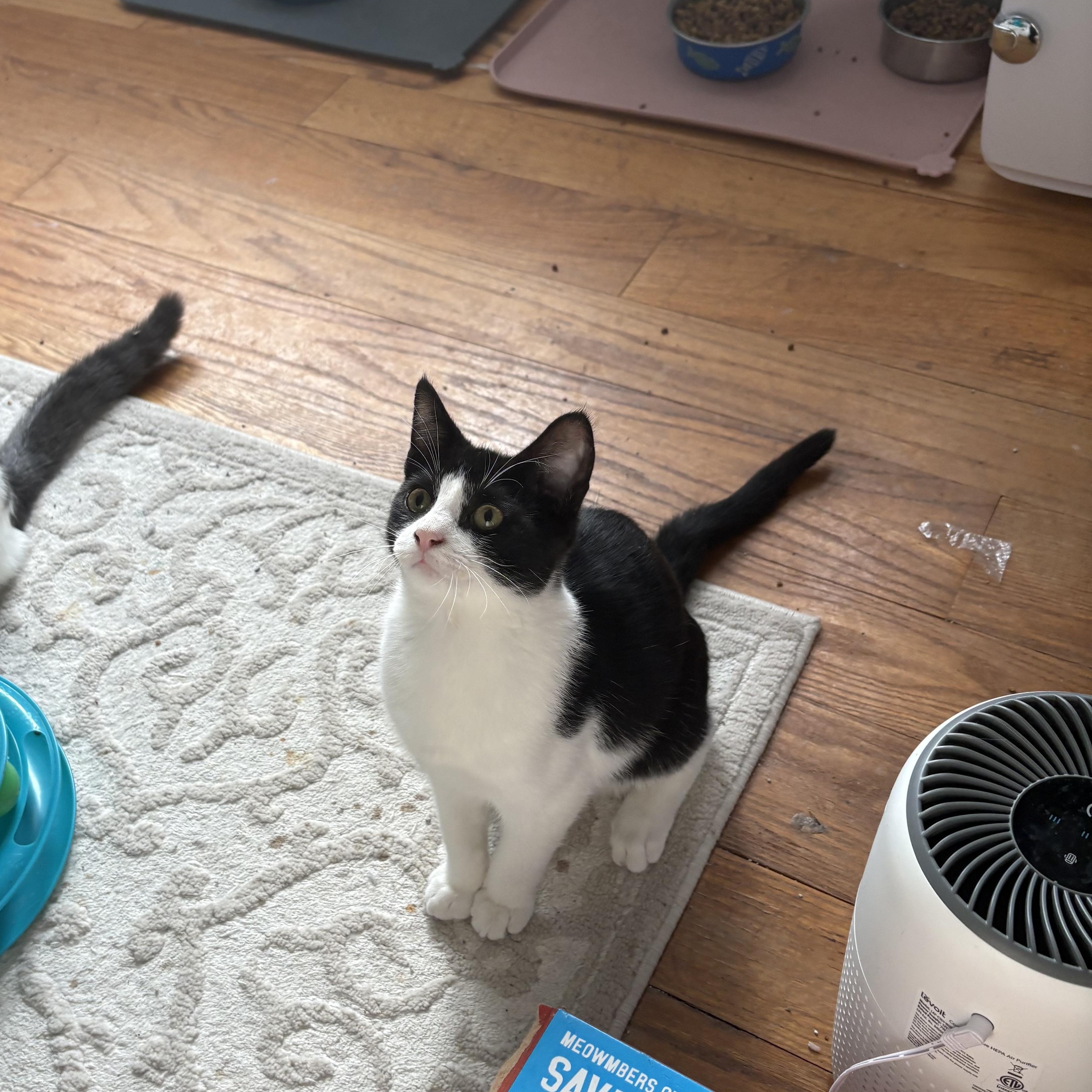 Jelly Bean, a Adoptable Domestic Short Hair in Thomaston, CT image 4/6