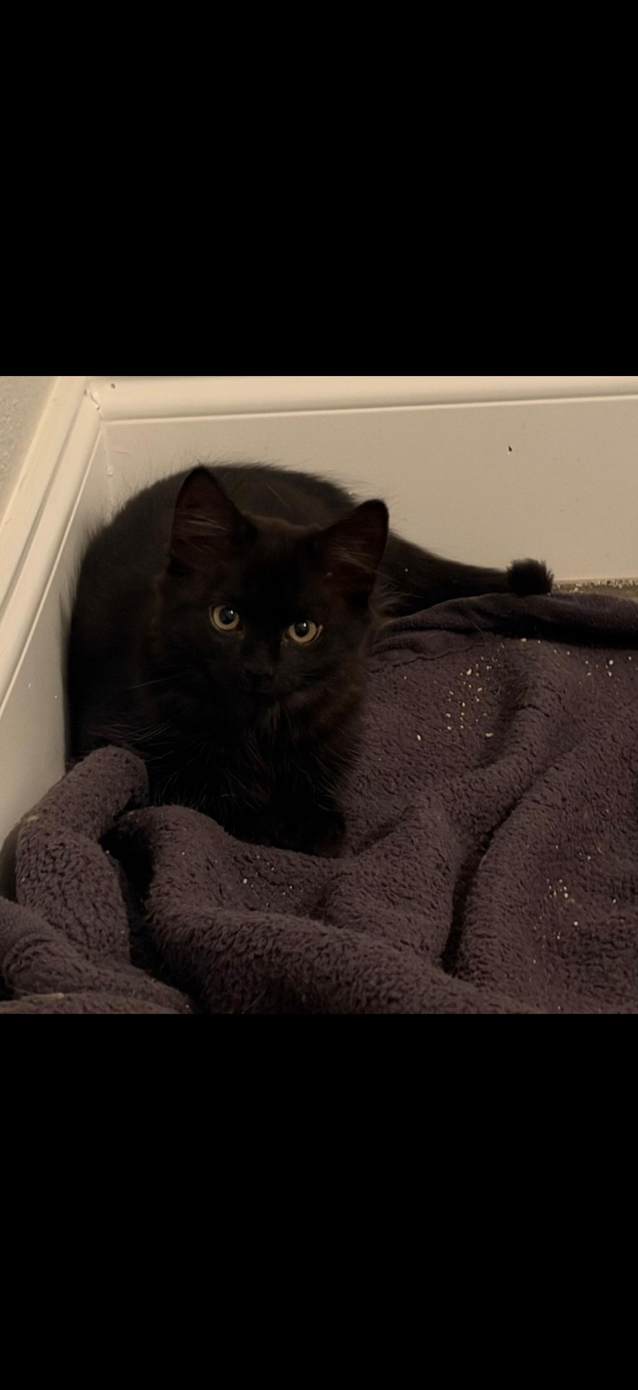 Enlarge Habanero, a Adoptable Domestic Medium Hair in Cleveland, TX image 2/3