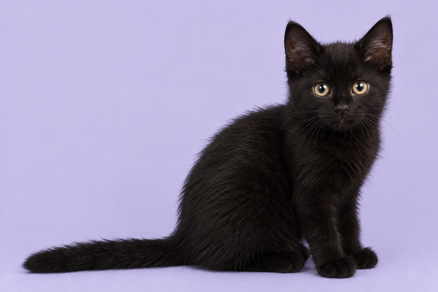 Habanero, Adoptable, Kitten Female Domestic Medium Hair.
