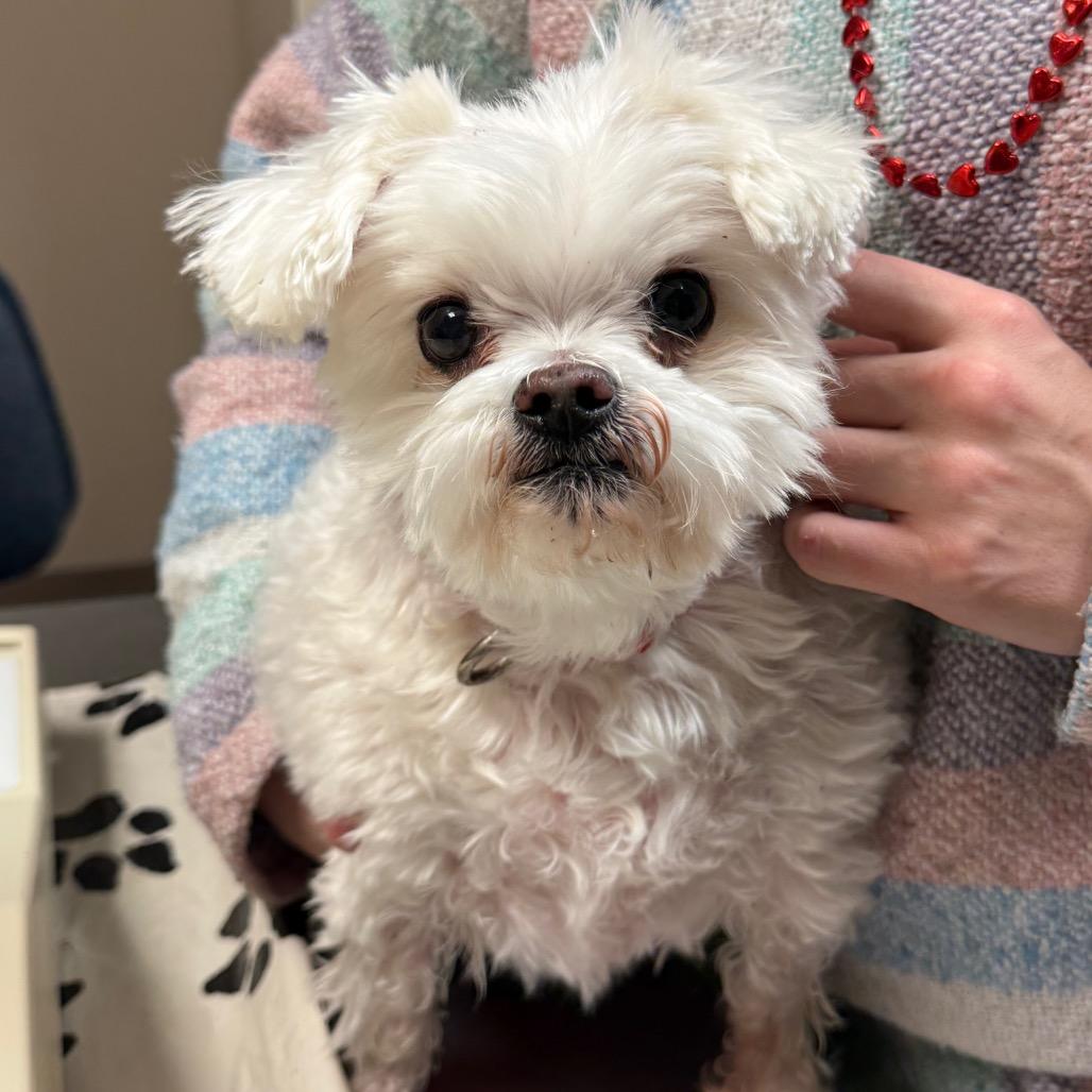 Jaspor, Adoptable, Senior Male Maltese & Poodle.