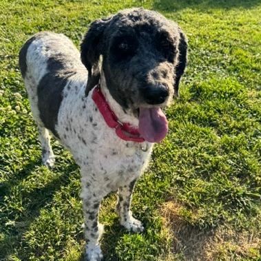 Pippa, Adoptable, Senior Female Poodle & Labrador Retriever.