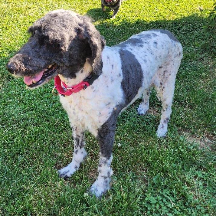 Enlarge Pippa, a Adoptable mixed breed in Glenelg, MD image 2/5