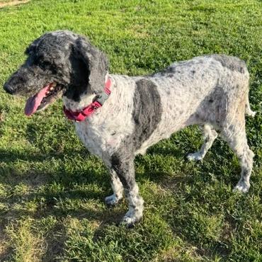 Enlarge Pippa, a Adoptable mixed breed in Glenelg, MD image 3/5