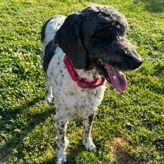 Enlarge Pippa, a Adoptable mixed breed in Glenelg, MD image 4/5