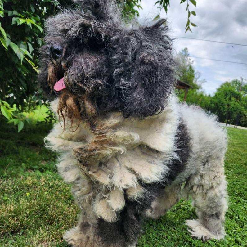 Enlarge Pippa, a Adoptable mixed breed in Glenelg, MD image 5/5