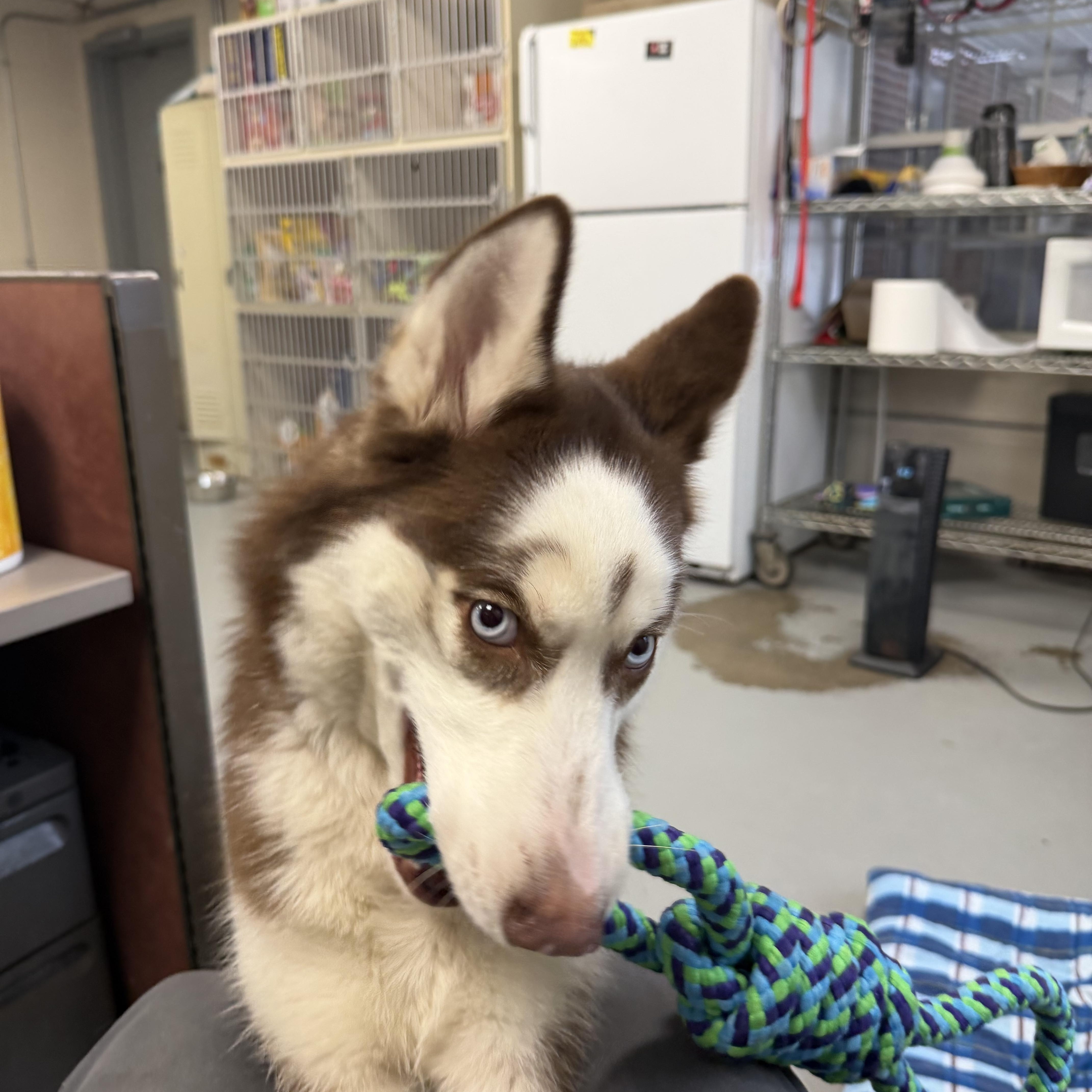 Enlarge CC, a ADOPTABLE Husky in New Britain, CT image 2/4